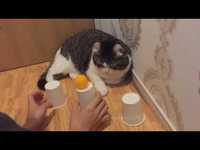 Un chat joue au bonneteau