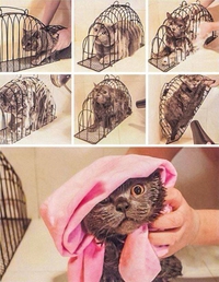 un objet de torture pour chat ! ooopa...