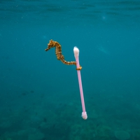 L'hippocampe au coton-tige