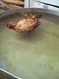 Poule dos, poule d'eau ?