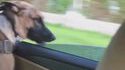 C'est con un chien putain
