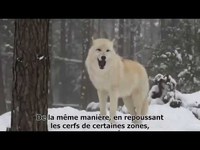 Comment les loups changent les rivières