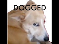 Amenez votre chien vers l'autonomie.