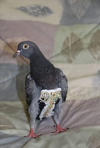Elle trouve un pigeon en slip à paillettes dans son jardin