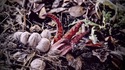 Timelapse d'un Clathrus archeri