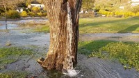 Quand un arbre s'est trop retenu