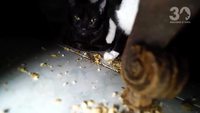 Paris, 30 chats dans 20 m²