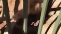 Le génie du jour : Il caresse un lion et se fait mordre