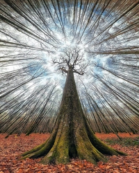 L'arbre au milieu de la forêt