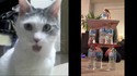 No bottle flip challenge...