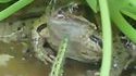 La chenille et la grenouille