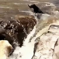 Solidarité animale