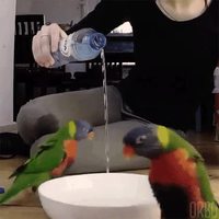 Danse de la pluie