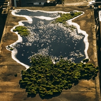 Forêt lacustre