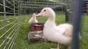 Comme c'est mignon un caneton.