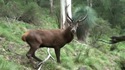 Un cerf et un humain se rencontrent
