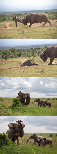 Qui est le plus fort : le buffle ou l'éléphant ?