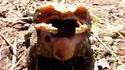 Crapaud mutant