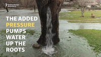 Un arbre fontaine au Montenegro