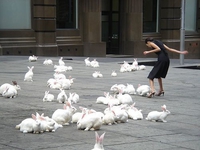 À l'instar de la place Saint-Marc envahie par les pigeons à Venise...