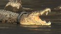 Un crocodile prisonnier d'un pneu