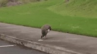 Un paon, un coq