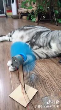 Un chat