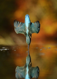 Photo parfaite d'un martin-pêcheur rencontrant parfaitement son reflet