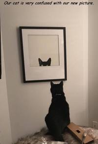 Chat confus