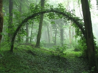 Une arche (mystique?) en pleine forêt
