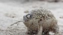Breviceps macrops