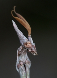 Empusa pennata