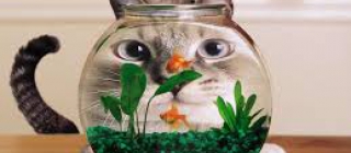 FISHATTACKSCATINJAPAN