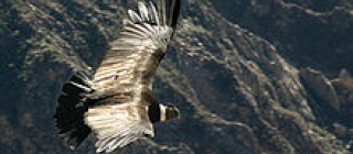 permaculture
