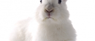 lapin-compris