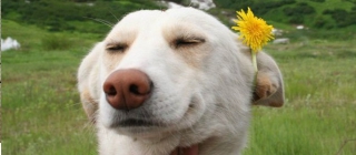 animaux