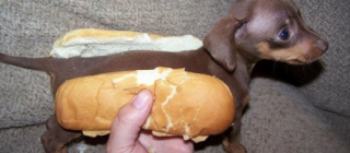 Insolite