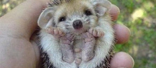 mignon