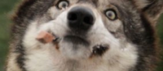 chien