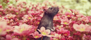 ratouphilie
