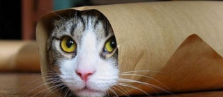 lolcat