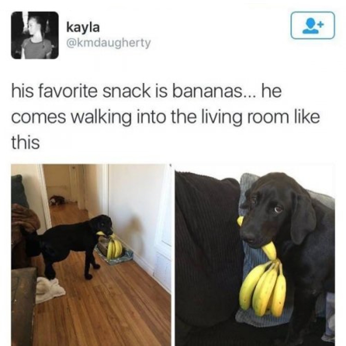Un chien qui adore les bananes.