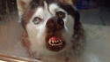 Whusky