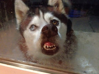 Whusky