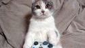 Chat toujours joueur