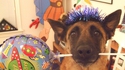 Fêter l'anniversaire de son chien