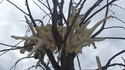 Arbre à filles