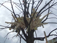 Arbre à filles