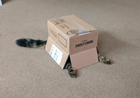 Camouflage félin
