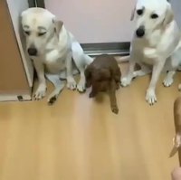 Tout ça parce qu'il est noir ! 